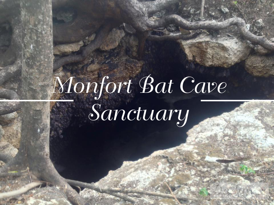 Monfort Bat Cave Sanctuary – The world’s largest known population fruit bats